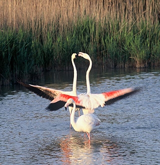 Pink Flamingos 